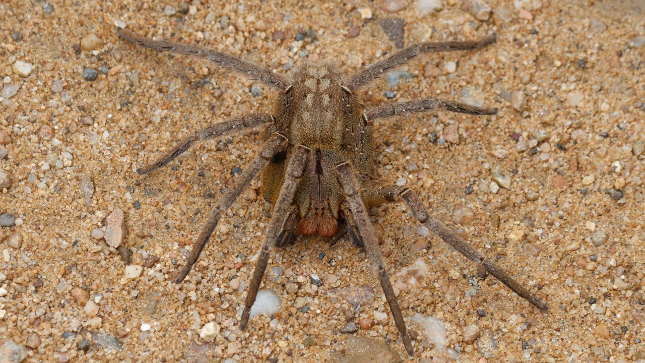 Brazilian wandering spider — Image Credit: Rodrigo Tetsuo Argenton - CC BY-SA 4.0/Wiki Commons