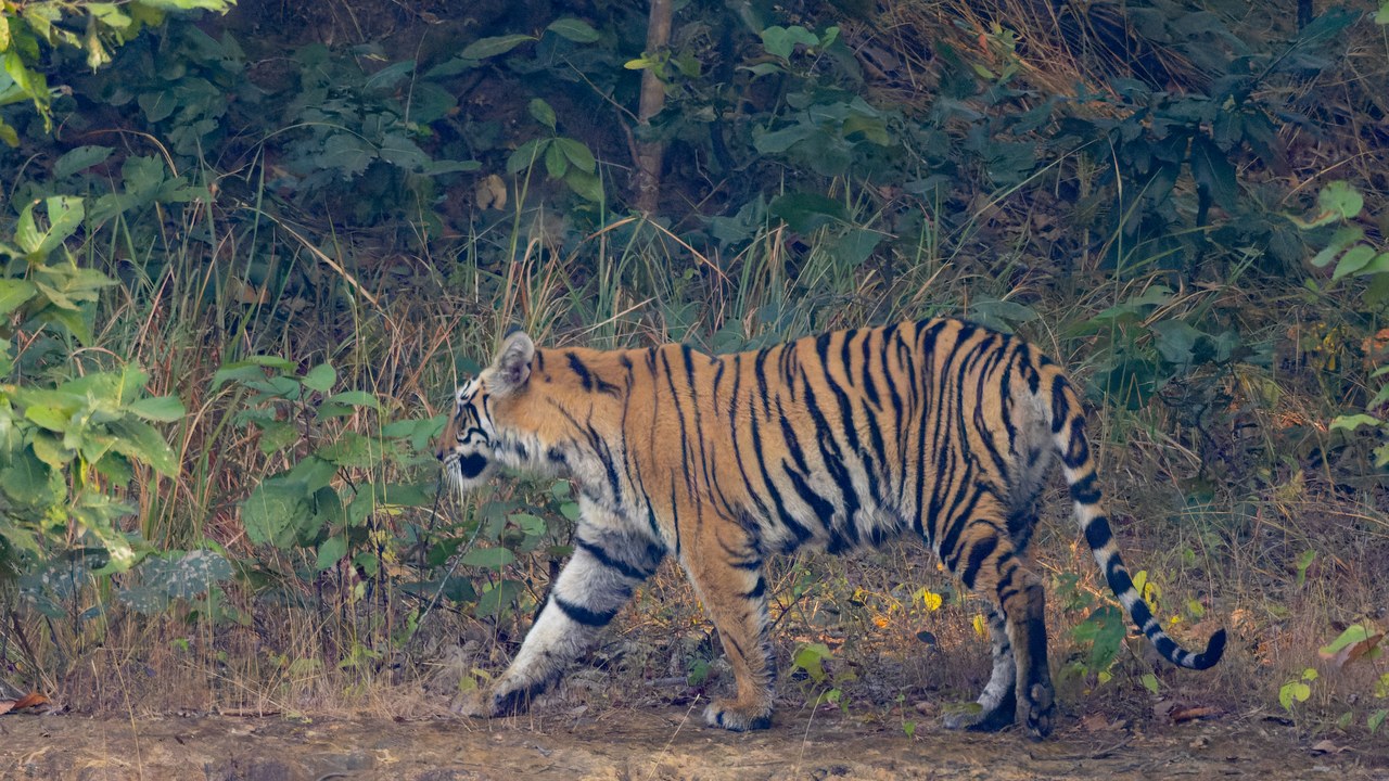 Bengal tiger — Image Credit: Tisha Mukherjee - CC BY-SA 4.0/Wiki Commons