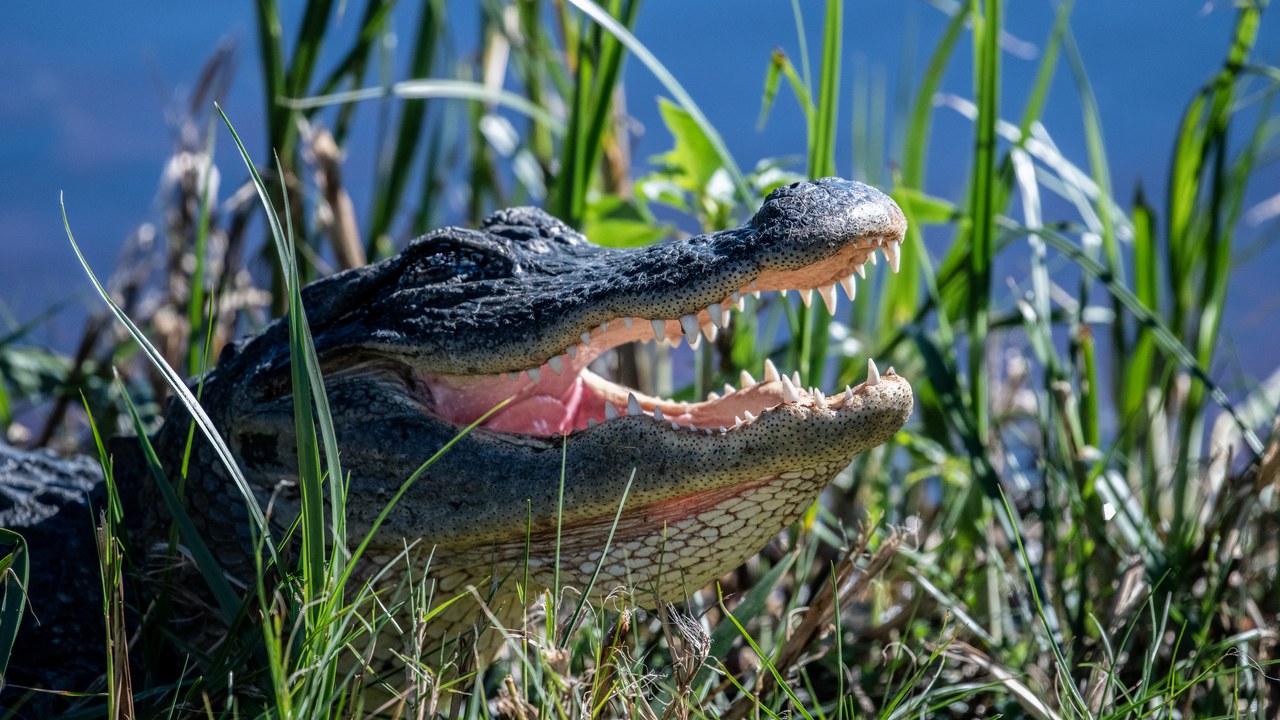 Everglades National Park — Image Credit: evergladesnps - Public domain/Wiki Commons