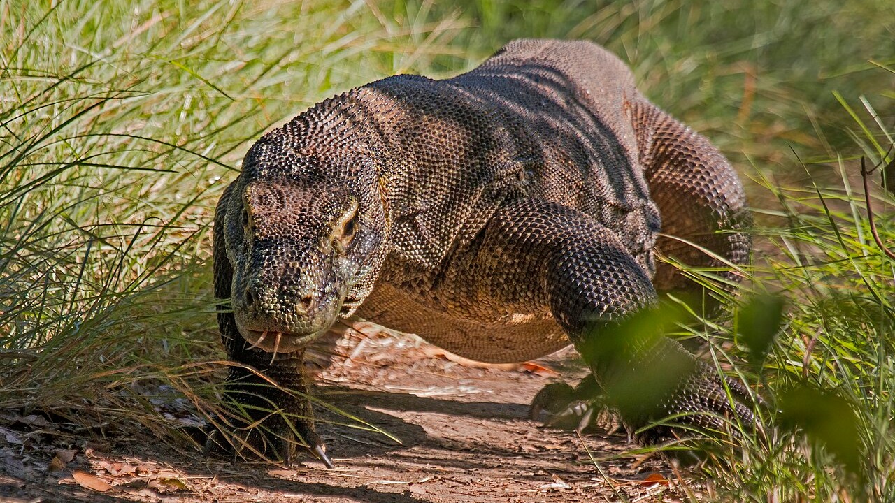 Komodo dragon — Image Credit: Komodo dragon (Varanus komodoensis)