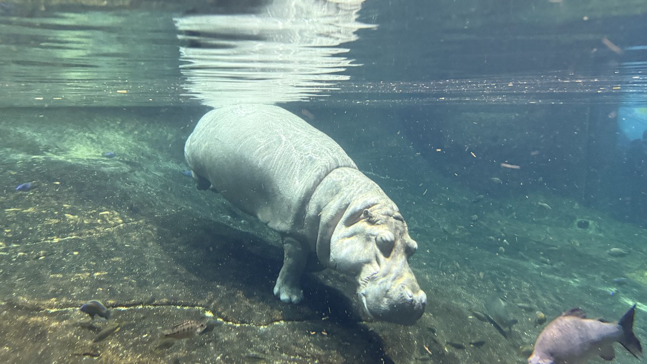 Hippopotamus — Image Credit: Hippopotamus - Image Credit: Famartin - CC BY-SA 4.0/Wiki Commons