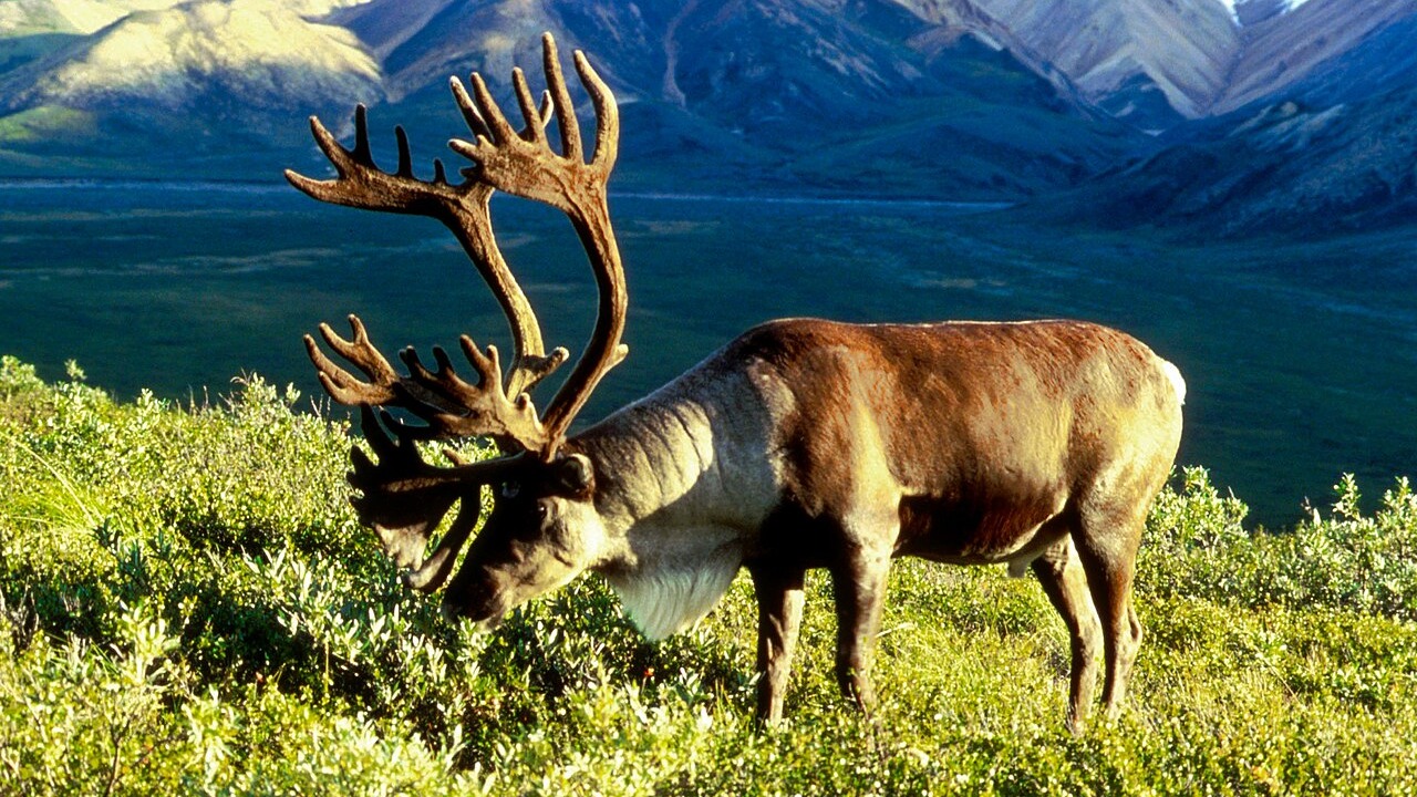 Male caribou in Alaska