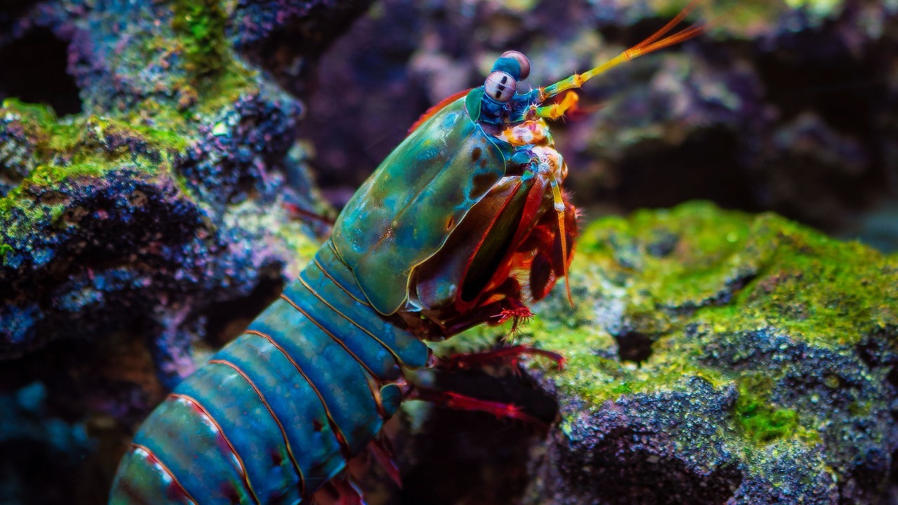 Colorful mantis shrimp on a lush coral reef, showcasing vivid marine life. William Warby/Pexels