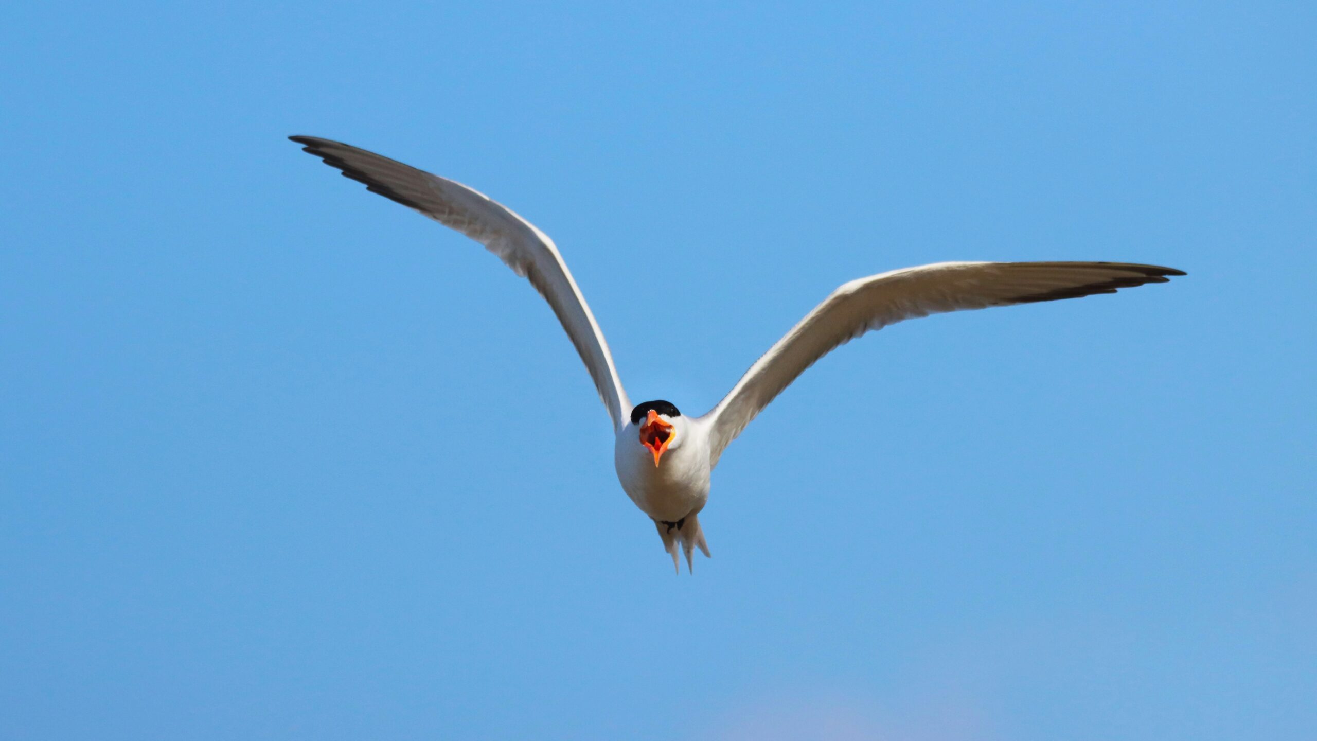 A bird soars through the bright blue sky.
