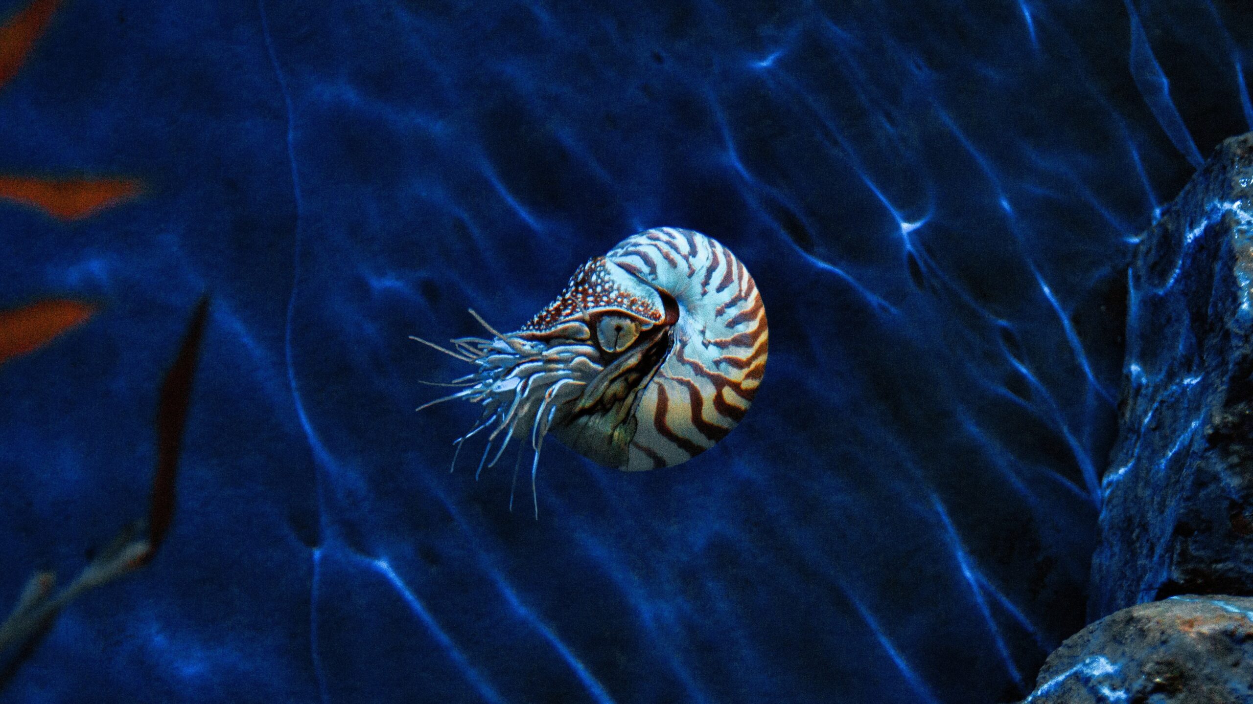 black and white sea creature in water