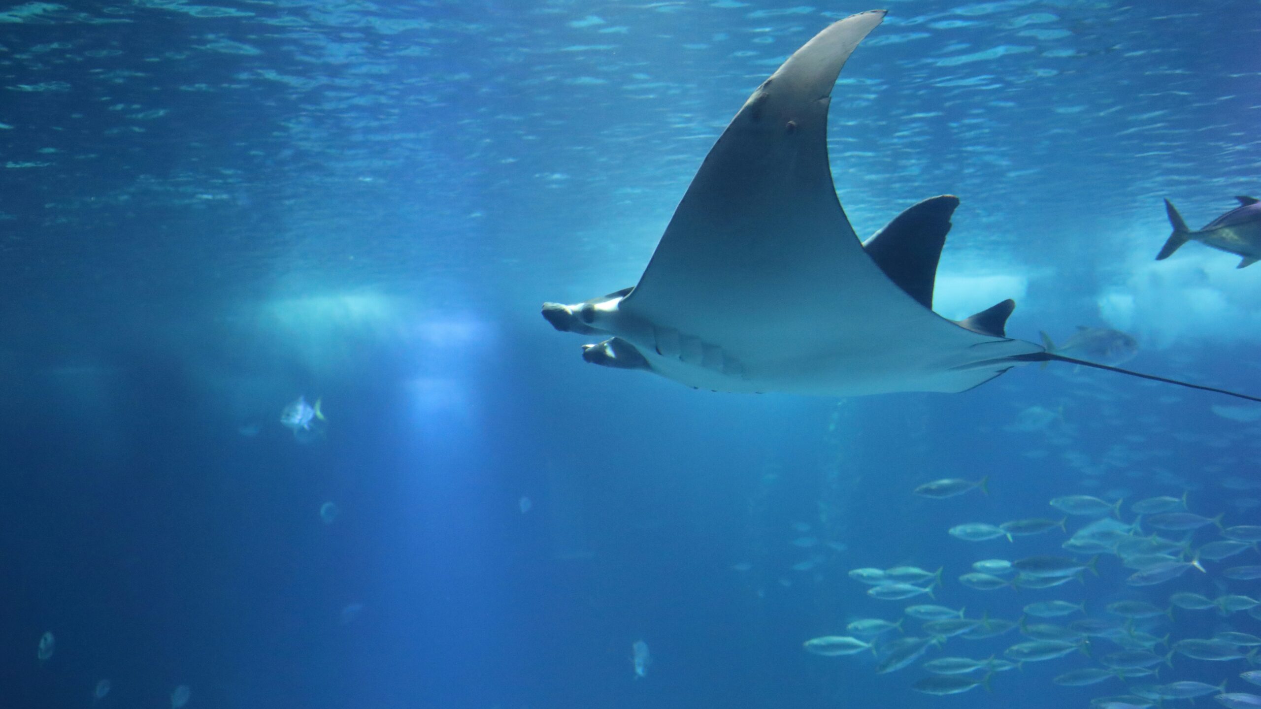 black and white whale under water