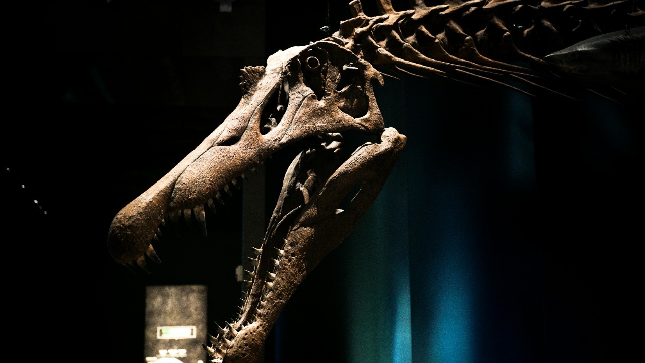 Close-up of a Tyrannosaurus Rex skull displayed in a dimly lit museum exhibit. Jaqor Q.I./Pexels