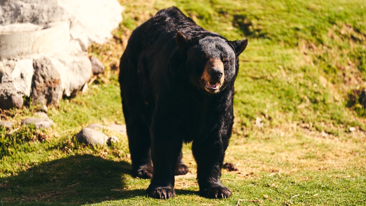 Black bear standing in a grassy area with a curious expression, basking in sunlight. Willians Huerta/Pexels