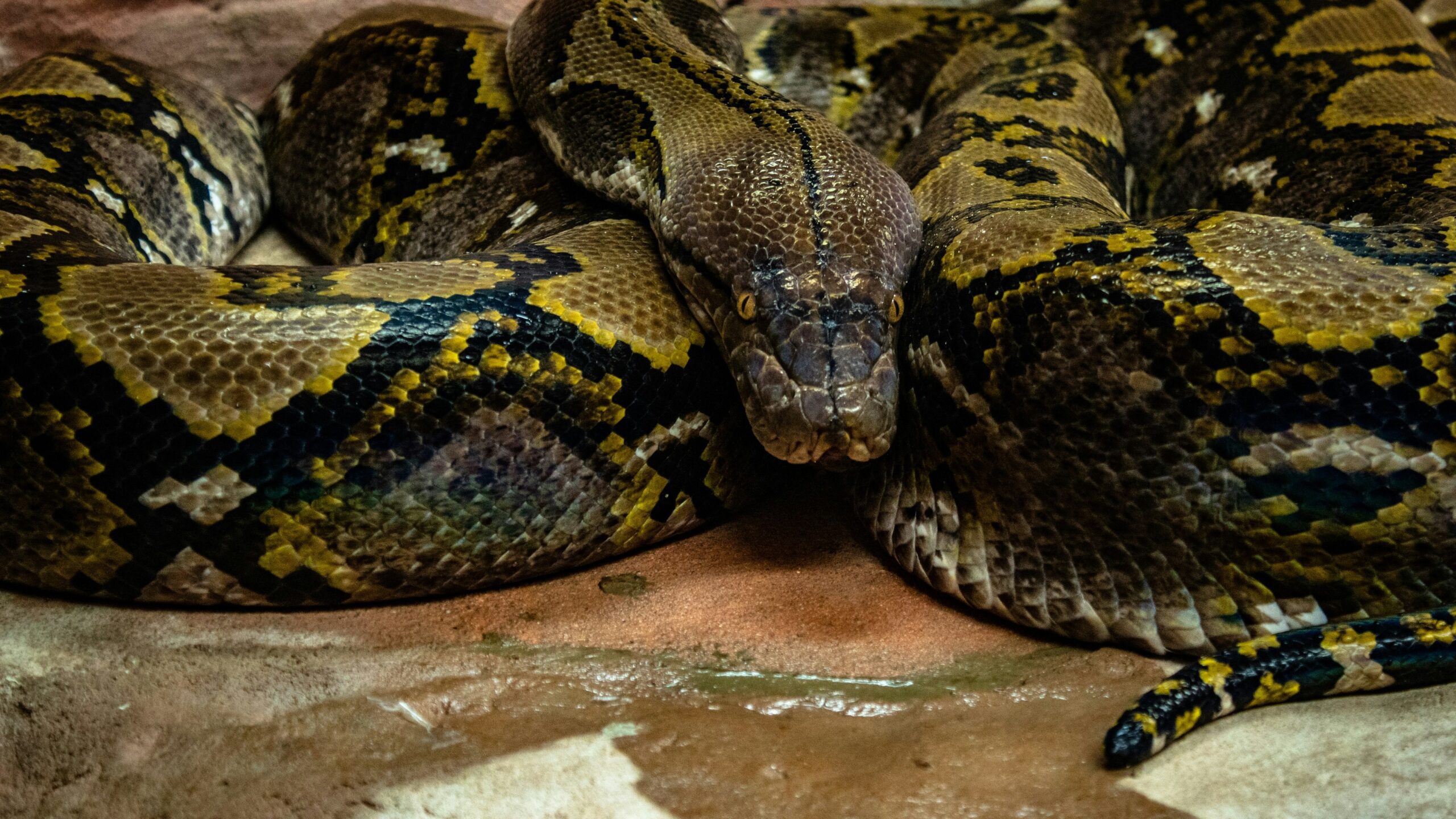 brown and green snake brown and green snake