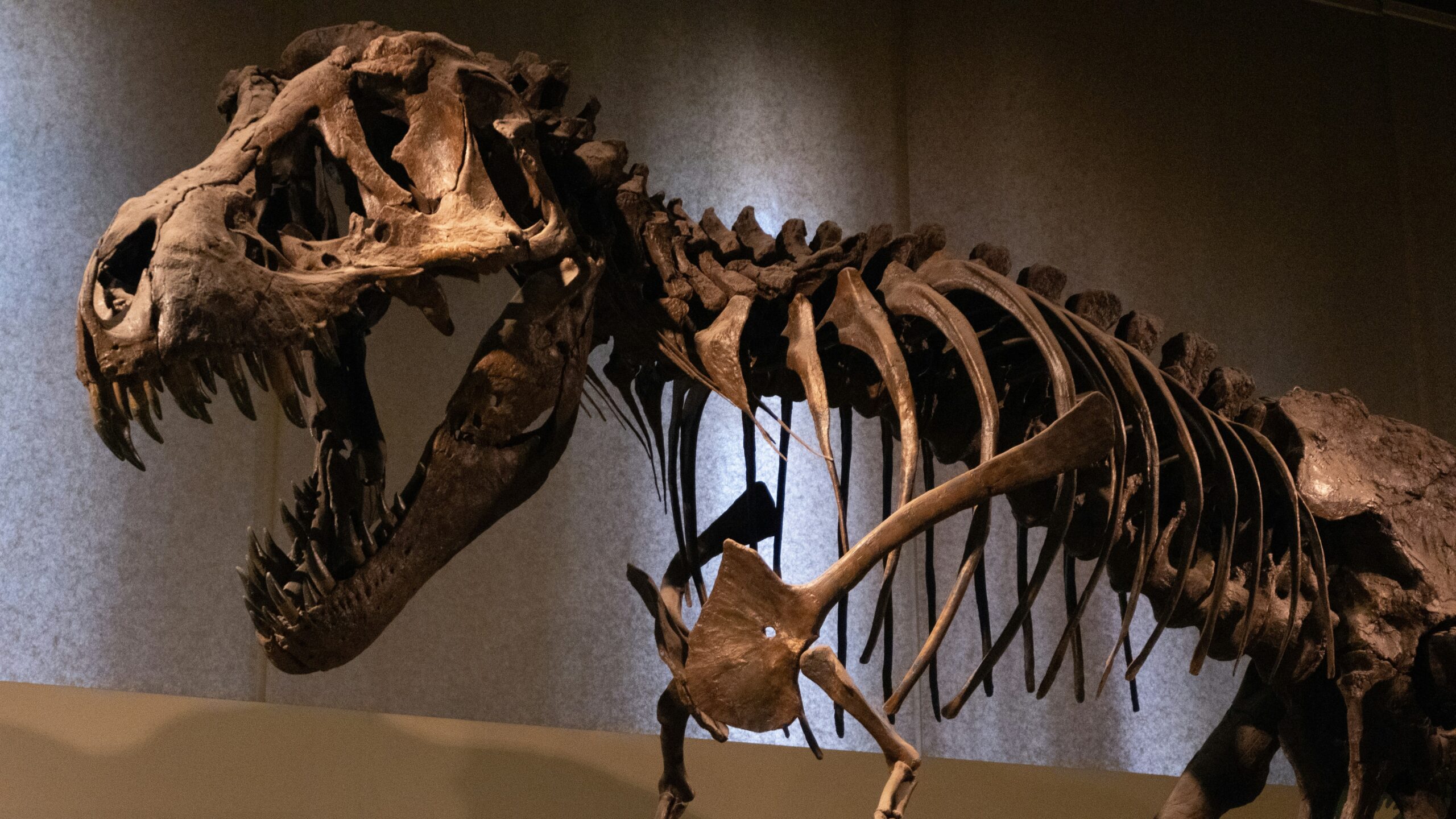 A dinosaur skeleton in a museum with people looking at it A dinosaur skeleton in a museum with people looking at it