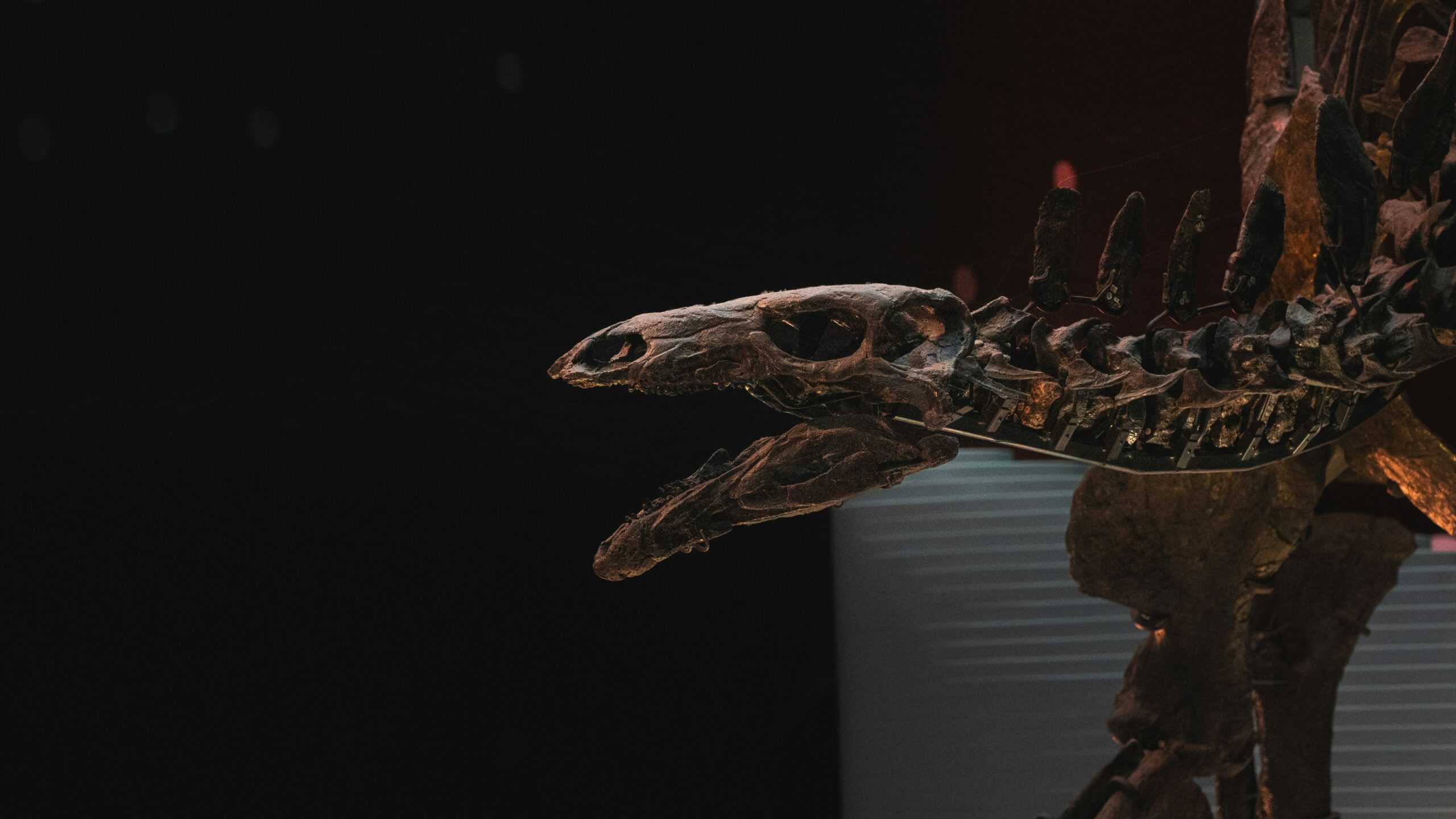 A skeleton of a dinosaur in the dark A skeleton of a dinosaur in the dark
