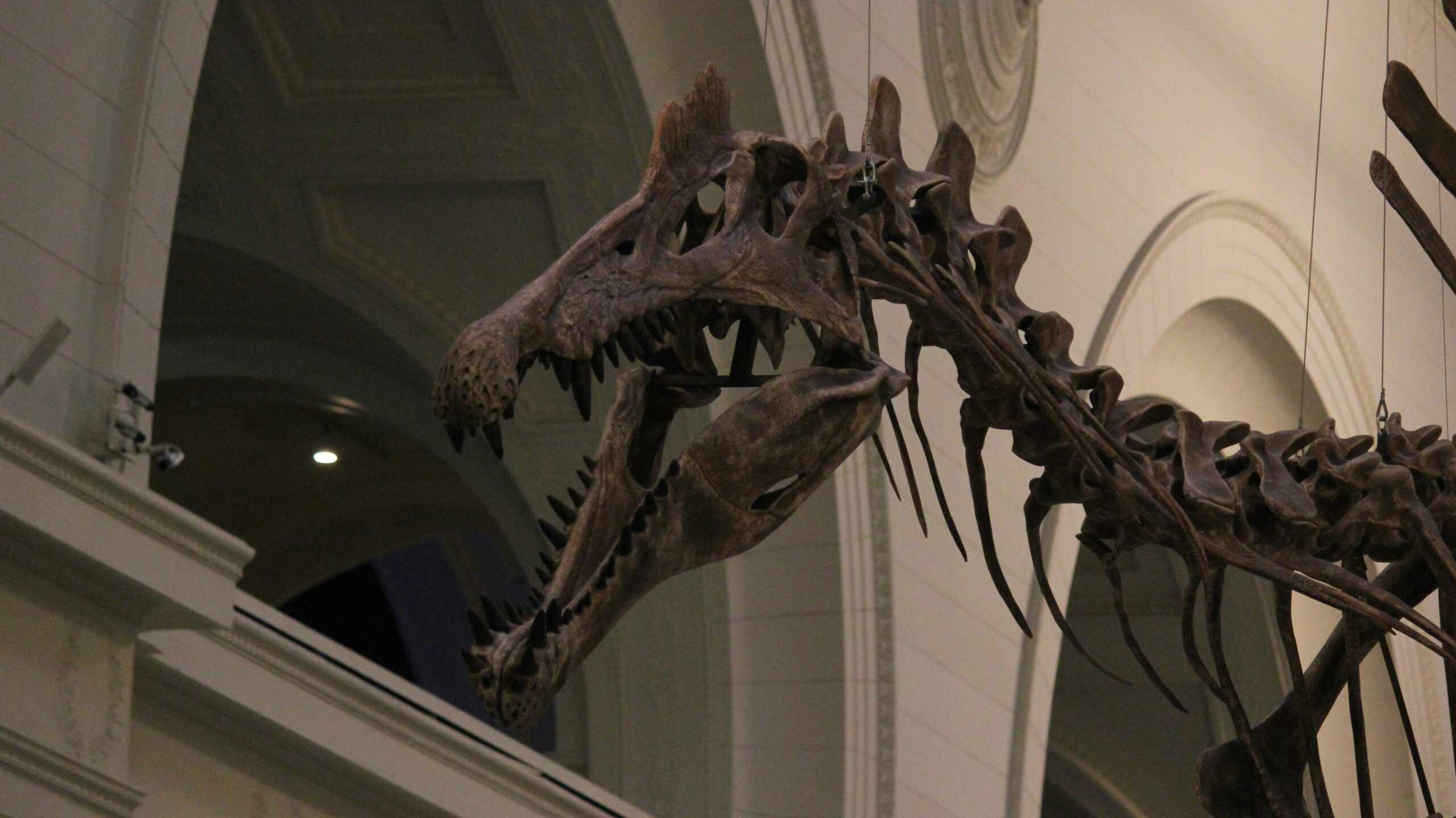 A dinosaur skeleton is on display at the museum. A dinosaur skeleton is on display at the museum.