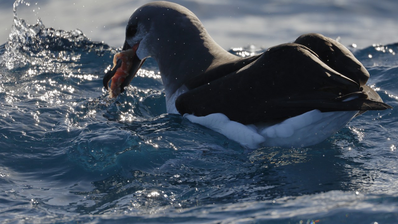 Grey-headed albatross — Image Credit: Ed Dunens - CC BY 2.0/Wiki Commons