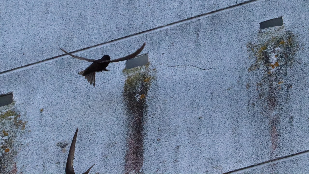 Common swift — Image Credit: Fernando Losada Rodríguez - CC BY-SA 4.0/Wiki Commons