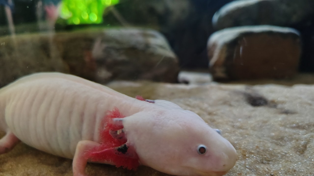 Axolotl — Image Credit: Yuet Man Lee - CC BY-SA 4.0/Wiki Commons