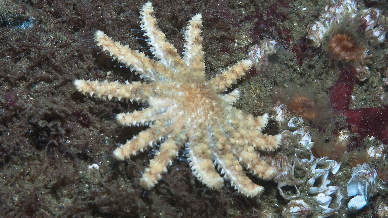 Sunflower sea star — Image Credit: Ed Bierman from CA, usa - CC BY 2.0/Wiki Commons
