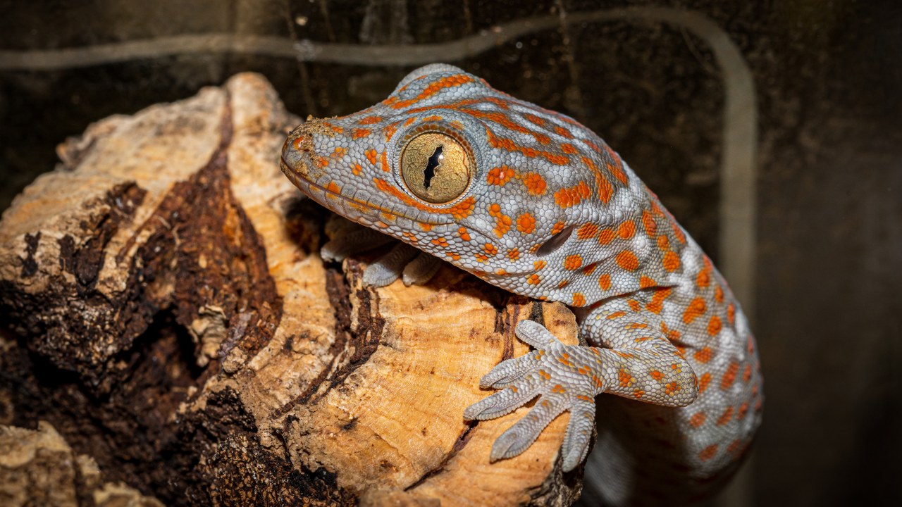 Tokay gecko — Image Credit: LensOfTheNorth - CC BY-SA 4.0/Wiki Commons