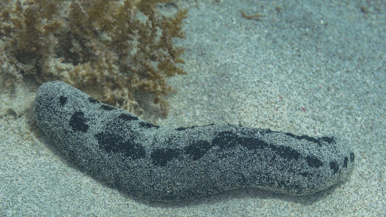 Sea cucumber — Image Credit: Diego Delso - CC BY-SA 4.0/Wiki Commons