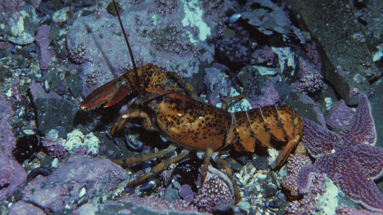 American lobster — Image Credit: Derek Keats from Johannesburg, South Africa - CC BY 2.0/Wiki Commons