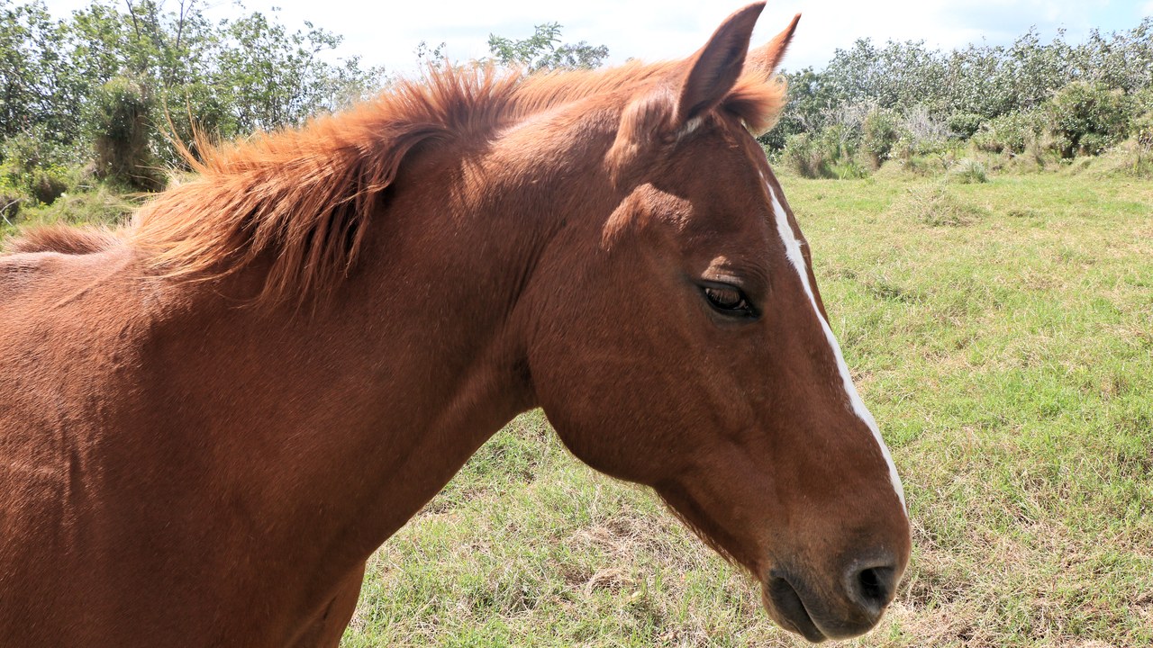 Horse — Image Credit: ImagePerson - CC BY 4.0/Wiki Commons