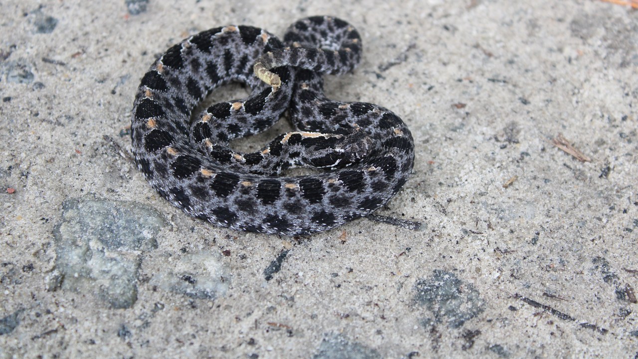 Rattlesnake — Image Credit: Jolieokefenokee - CC BY 4.0/Wiki Commons