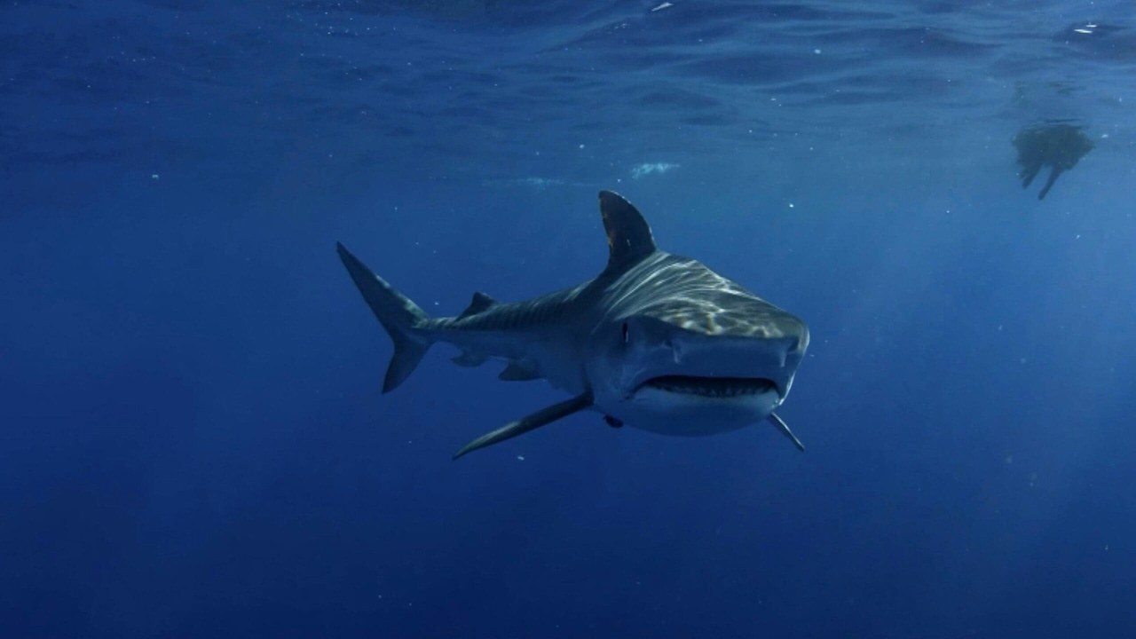 Great white shark — Image Credit: Unknown author/