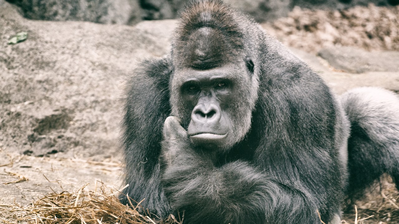 Gorilla — Image Credit: Eric Kilby from Somerville, MA, USA - CC BY-SA 2.0/Wiki Commons