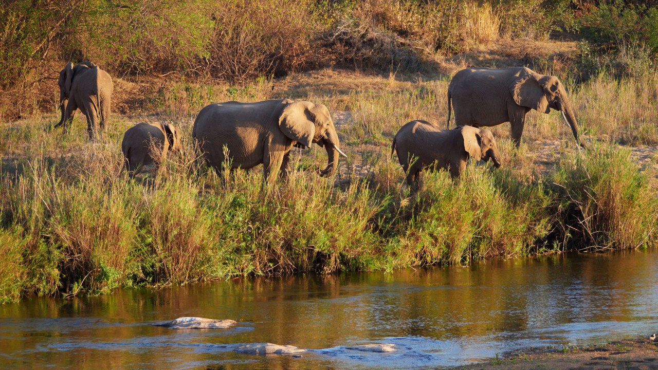 Kruger National Park (South Africa) — Image Credit: lumoplank - CC0/Wiki Commons