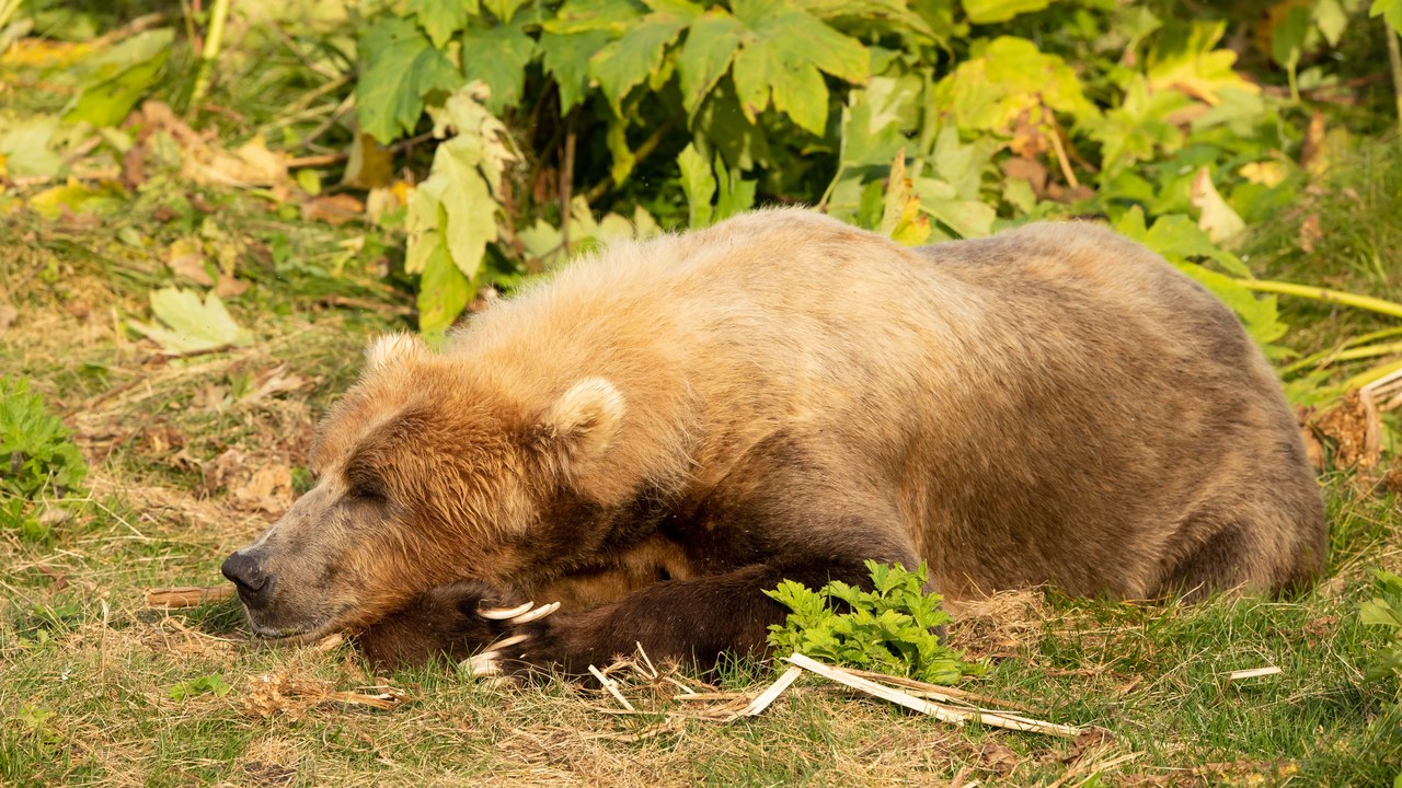 Kodiak bear — Image Credit: Alaska Region U.S. Fish & Wildlife Service from Anchorage - Public domain/Wiki Commons