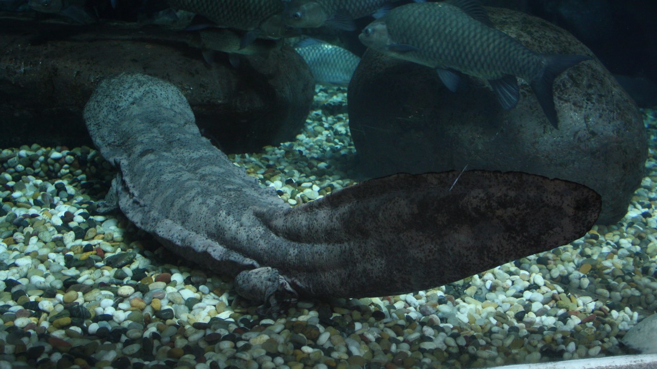 Chinese giant salamander — Image Credit: J. Patrick Fischer - CC BY-SA 3.0/Wiki Commons
