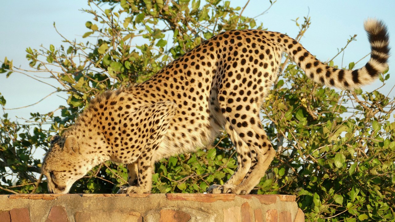 Cheetah — Image Credit: Bernard DUPONT from FRANCE - CC BY-SA 2.0/Wiki Commons