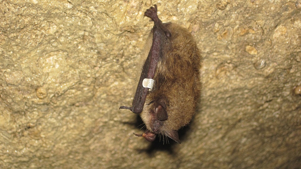 Little brown bat — Image Credit: NABat - Public domain/Wiki Commons