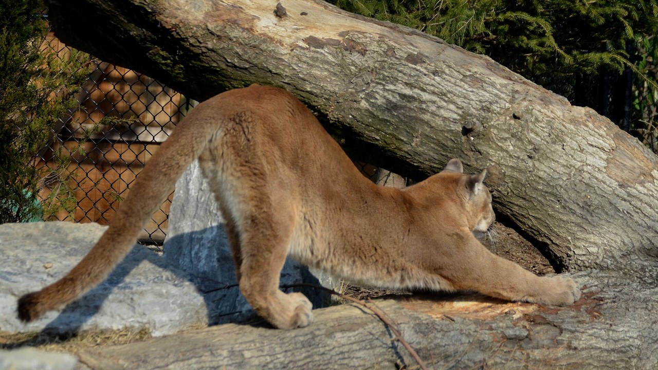 Cougar — Image Credit: Charles Barilleaux from Cincinnati - CC BY 2.0/Wiki Commons