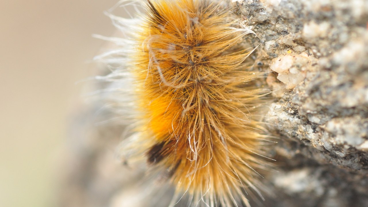 Arctic woolly bear moth — Image Credit: Oskar Liset Pryds Hansen - CC BY 4.0/Wiki Commons