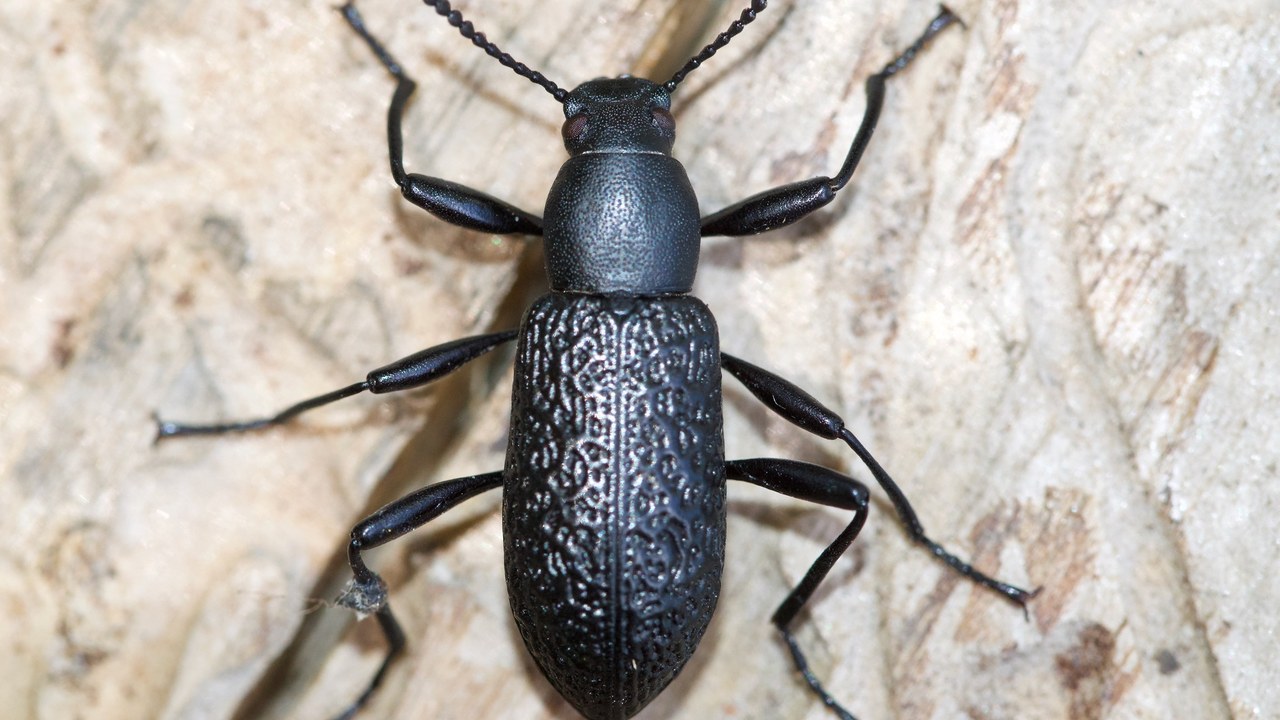 Alaska beetle — Image Credit: Owen Strickland - CC BY/iNaturalist