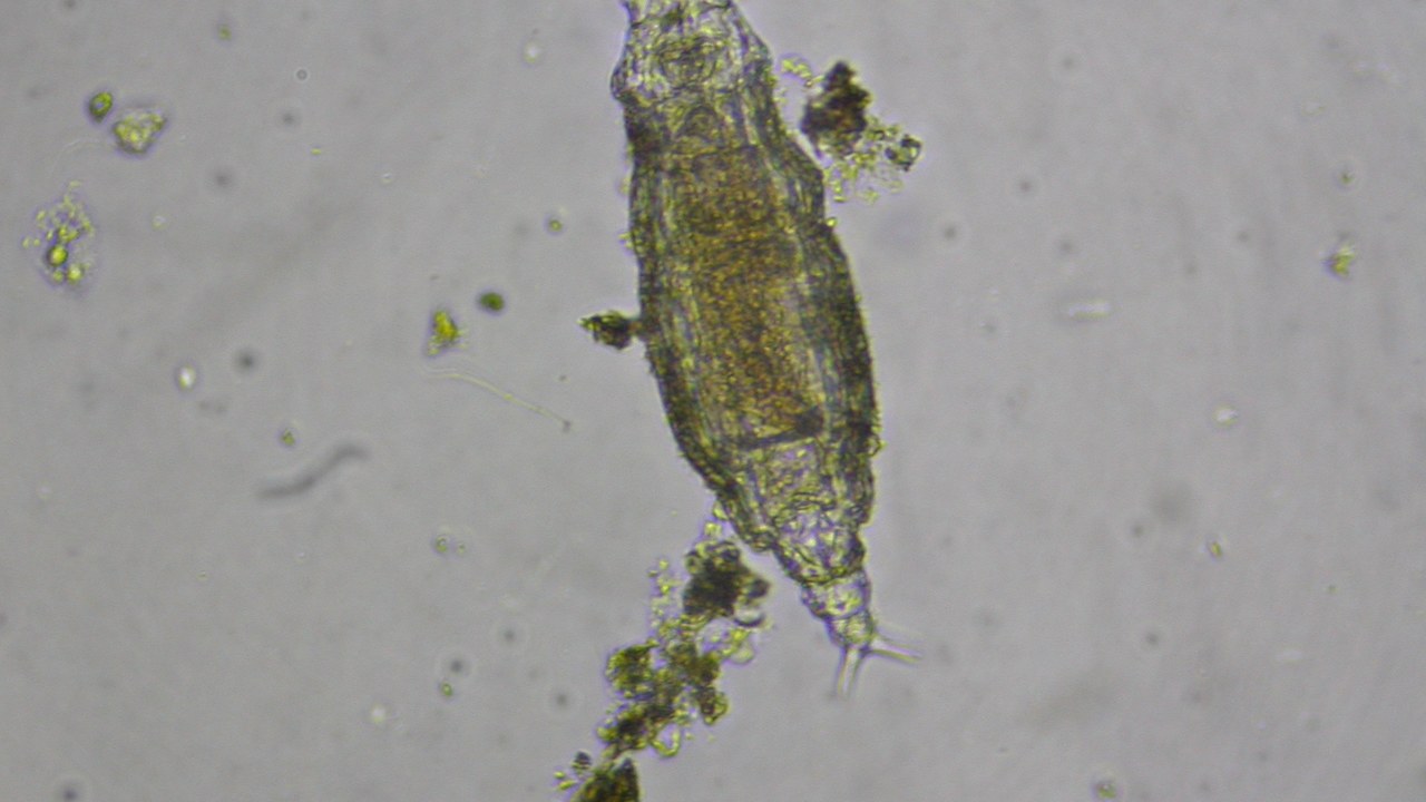 Bdelloid rotifer — Image Credit: Donald Hobern from Copenhagen, Denmark - CC BY 2.0/Wiki Commons