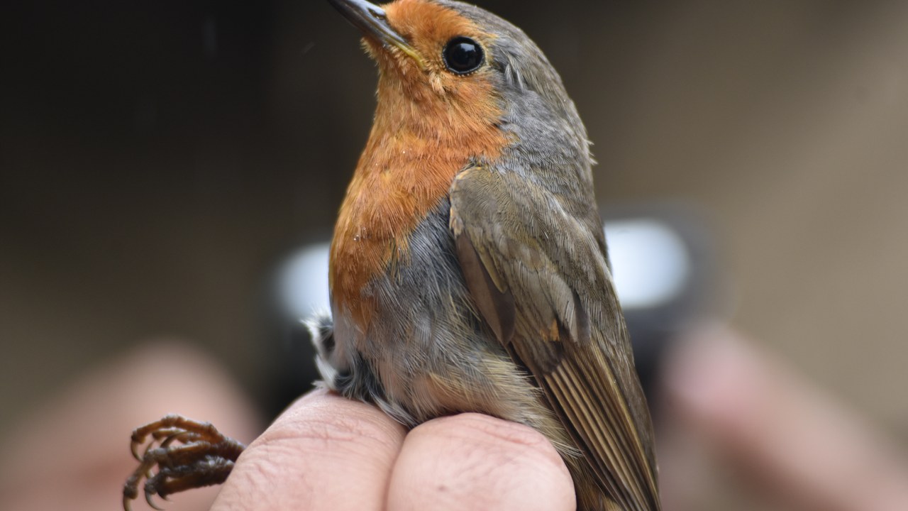 European robin — Image Credit: João Manuel Lemos Lima - CC BY 4.0/Wiki Commons