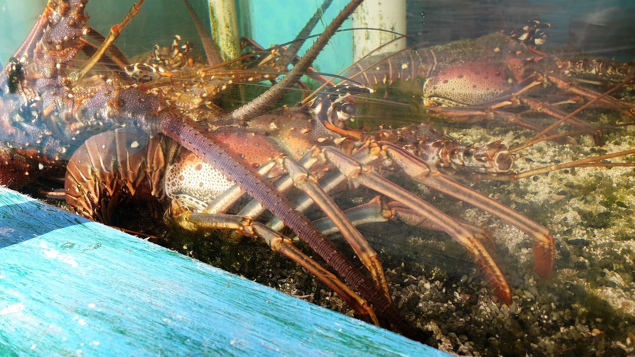 Spiny lobster — Image Credit: Emőke Dénes - CC BY-SA 4.0/Wiki Commons