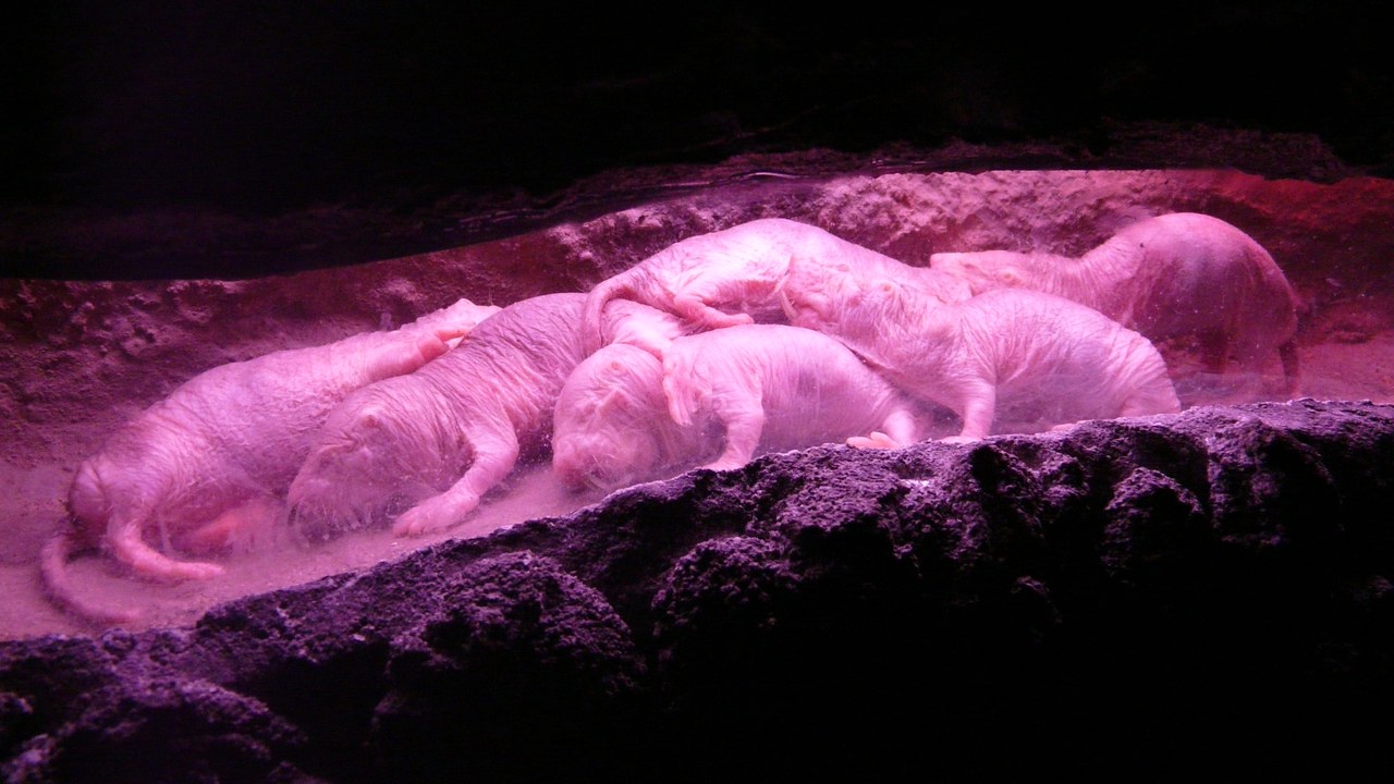 Naked mole-rat — Image Credit: Javier Ábalos from Valencia, España - CC BY-SA 2.0/Wiki Commons