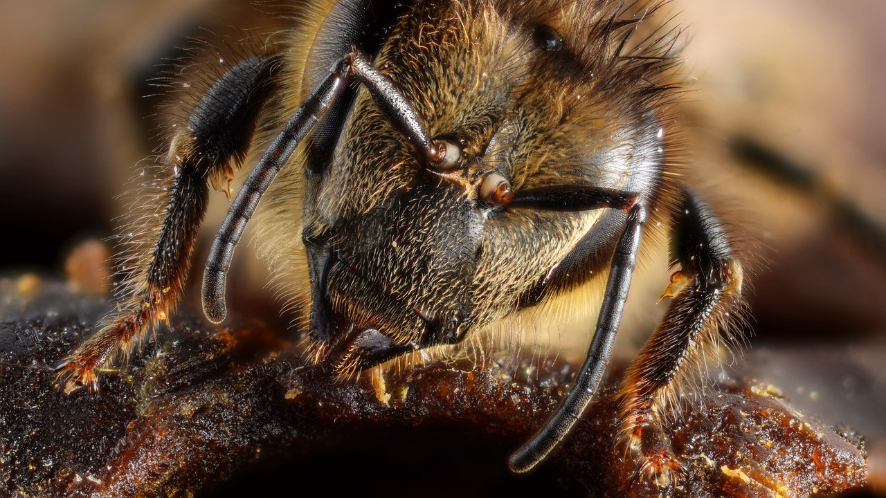 Honey bee — Image Credit: Gilles San Martin from Namur, Belgium - CC BY-SA 2.0/Wiki Commons
