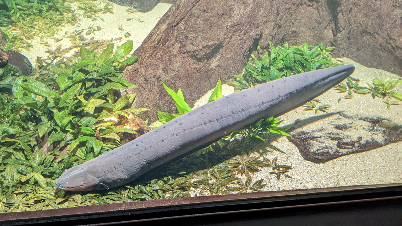 Electric eel — Image Credit: FakirNL - CC BY-SA 4.0/Wiki Commons