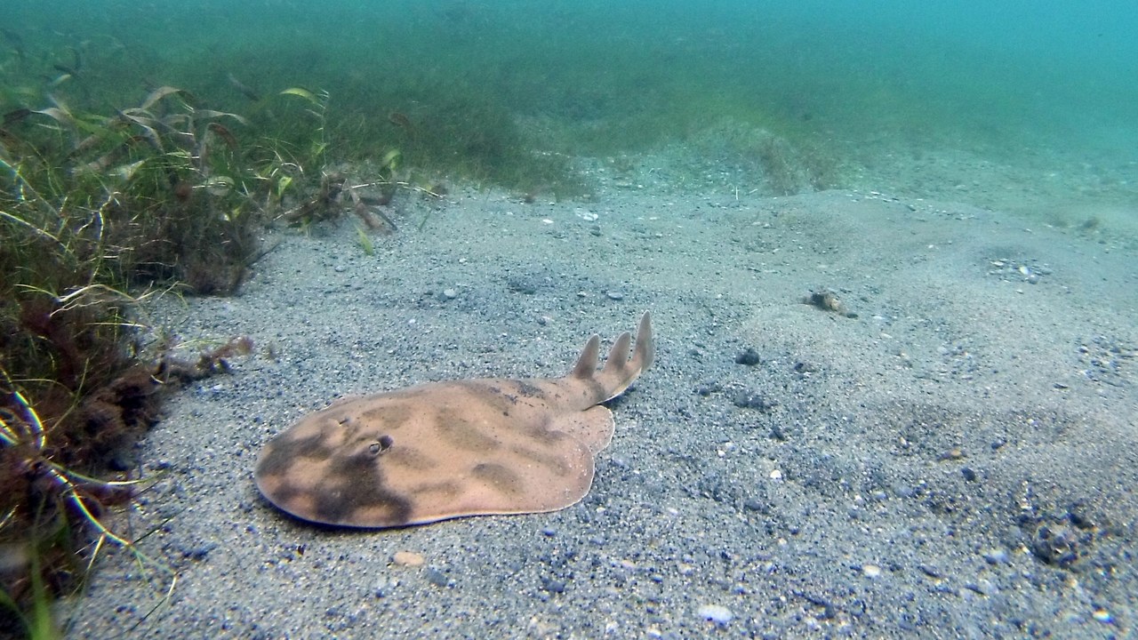Electric ray — Image Credit: Luis Antonio Diaz Blanquiset - CC BY-SA 4.0/Wiki Commons
