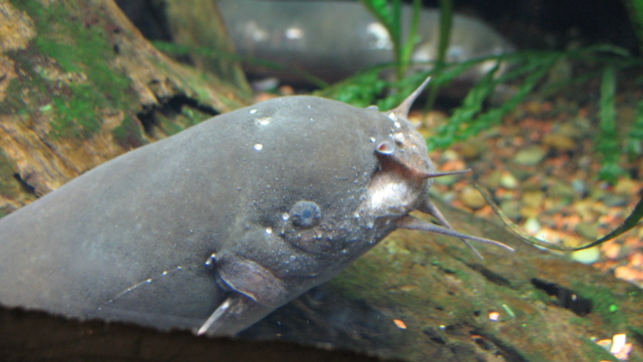 Electric catfish — Image Credit: James Emery - CC BY 2.0/Wiki Commons