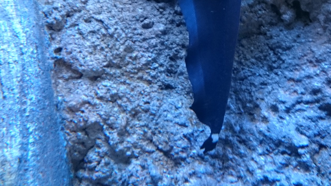 Black ghost knifefish — Image Credit: ProjectManhattan - CC BY-SA 4.0/Wiki Commons