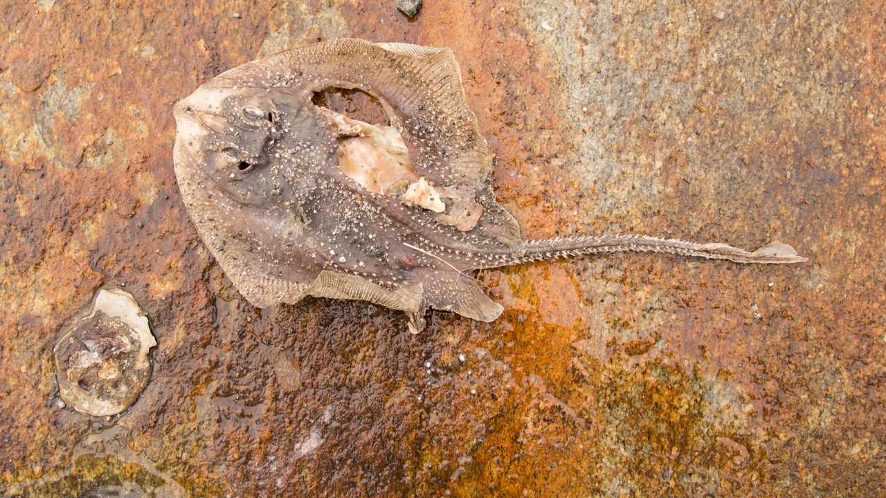 Little skate — Image Credit: Rhododendrites - CC BY-SA 4.0/Wiki Commons