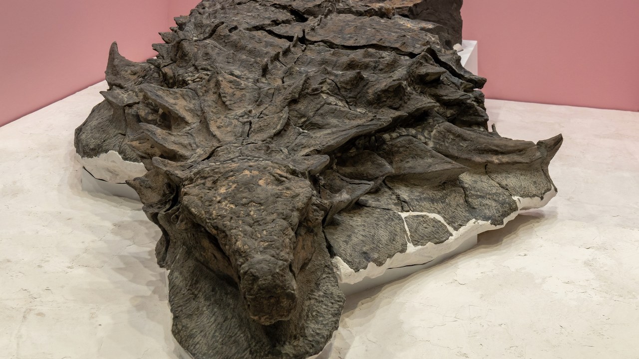 Borealopelta — Image Credit: Chris Woodrich - CC BY-SA 4.0/Wiki Commons