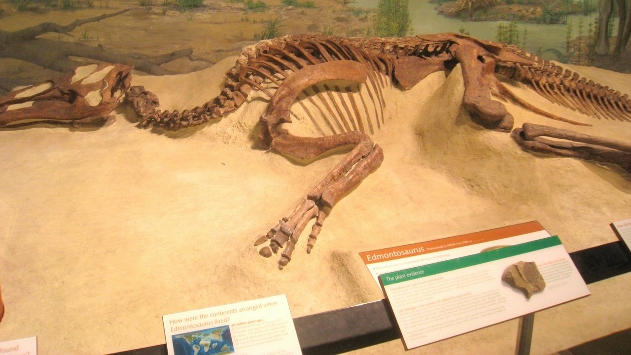 Edmontosaurus — Image Credit: Daderot - Public domain/Wiki Commons