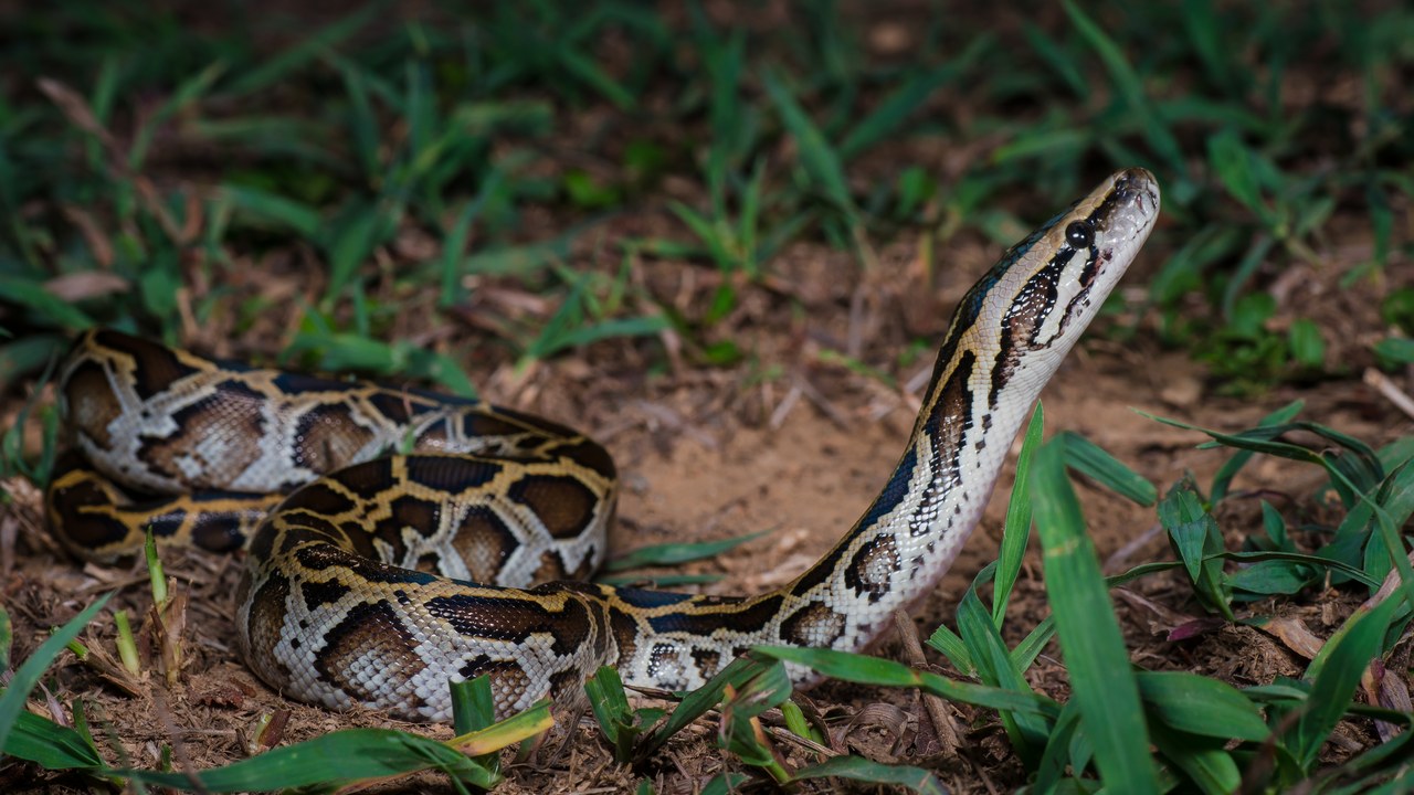 Burmese python — Image Credit: Rushen - CC BY-SA 2.0/Wiki Commons