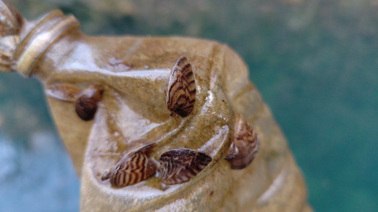 Zebra mussel — Image Credit: DidierFy - CC BY-SA 4.0/Wiki Commons