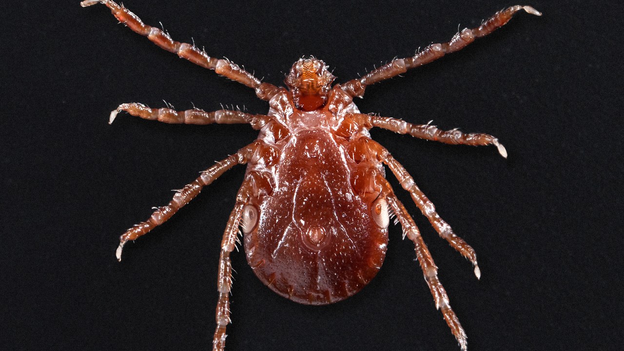 Asian longhorned tick — Image Credit: James Gathany - Public domain/Wiki Commons